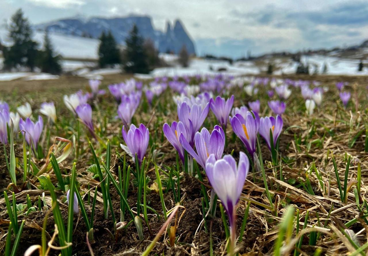 Cesa Vedla - Quite And Cozy Alpine Escape Ortisei Eksteriør billede